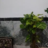 گل طبیعی 2500000 گل مصنوعی 300