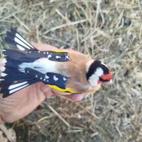 سهره هایه قدار و نمونه|پرنده|اردبیل, |دیوار