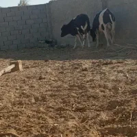 گوساله دونرخارجی|حیوانات مزرعه|زابل, |دیوار