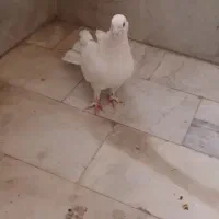 چند نوع کفتر|پرنده|اصفهان, طامه|دیوار