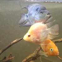 ماهی گوشتخوار