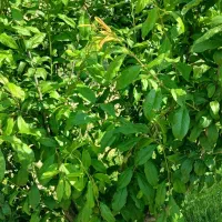 باغ،باغچه ۷۰۰متر جاده آدران شهریار|فروش دفتر صنعتی، کشاورزی، تجاری|صباشهر, |دیوار