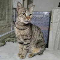 گربه خط دار راه راه|گربه|گرگان, |دیوار