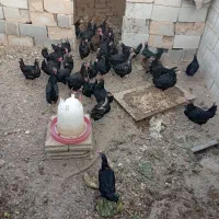 فروش تعدادی مرغ محلی اصل