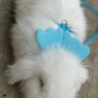 خرگوش لوپ ترکیش|موش و خرگوش|گرگان, |دیوار