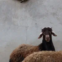 نر  تخمی جوان +4 راس بره و مادر|حیوانات مزرعه|گرگان, |دیوار