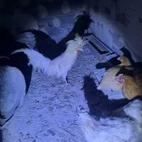 ۴عدد مرغ خروس زینتی|حیوانات مزرعه|باسمنج, |دیوار