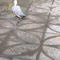 کبوتر|حیوانات|بروجرد, |دیوار