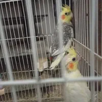 دو عدد عروس هلندی