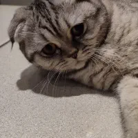 واگذاری گربه اسکاتیش|گربه|کرمانشاه, |دیوار