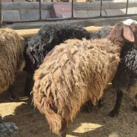 میش و بره|حیوانات مزرعه|اراک, |دیوار