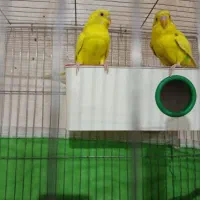 مرغ عشق نر ماده