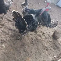 سه عدد بوقلمون محلی نر|حیوانات مزرعه|ماهیدشت, |دیوار