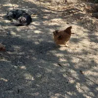 ۱۴ عدد مرغ تخم گذار سالم|حیوانات مزرعه|شاهدشهر, |دیوار