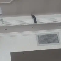 عروس هلندی|پرنده|اسلام‌شهر, شهرک قائمیه|دیوار