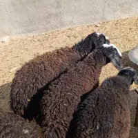 4راس بره نر تمیز سبک وزن