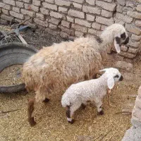 میش زاییده|حیوانات مزرعه|خوسف, |دیوار