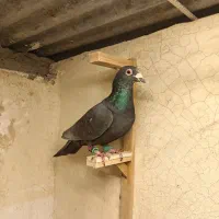 کلاغ آلمانی نر