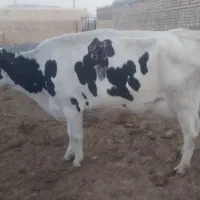 گاو زائده 40کیلو شیر و گاو 25روز مانده به زایمان|حیوانات مزرعه|سبزوار, قصبه غربی|دیوار