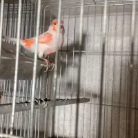 قناری و فنج گلدین