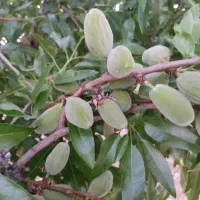 خرید بادام نقدوقیمت تجاری|خدمات باغبانی و درختکاری|فارسان, |دیوار