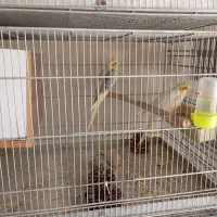 پرنده سرای امامی|پرنده|اصفهان, اصفهانک|دیوار