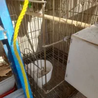 قفس عروس هلندی