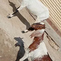 گیسه بزدوقلوزا|حیوانات مزرعه|جیرفت, |دیوار