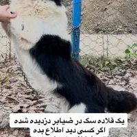 سگ دزدیده شده