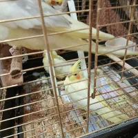 عروس هلندی|پرنده|قم, پردیسان|دیوار