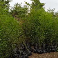 تولید و فروش مستقیم خیزران با بهترین کیفیت