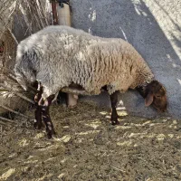 قوچ نژاددار دو رگ پدرهمو مادرلاکن