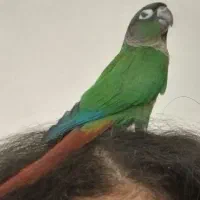 گیرینچیک گم شده
