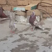 کفتر  کبوتر نرو ماده جفت خورده دهن جور بشرط پرش