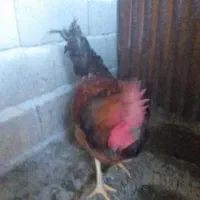 خروس|حیوانات مزرعه|نسیم‌شهر, |دیوار