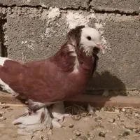 کبوتر زینتی