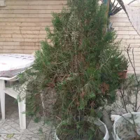 درخت کاج باگلدان|گل و گیاه طبیعی|کرج, گوهردشت|دیوار