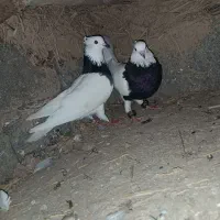 کبوترطوقی همه مولد|پرنده|کلاله, |دیوار
