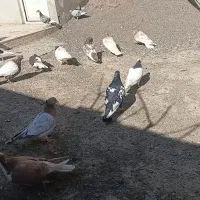 کبوتر  جفتگاه.نر وماده