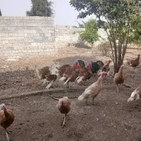 ۵۵عدد بوقلمو و غاز  جوان تخمگذار و نیمه بالغ