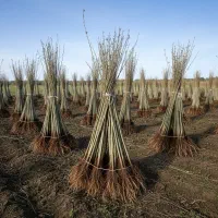 تا 50٪ تخفیف برای خریدهای عمده