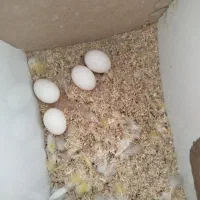 برزیلی طوطک|پرنده|مرند, |دیوار