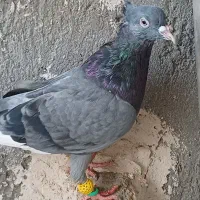 قارا کبود نر