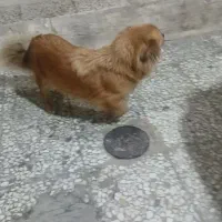 سگ اشپیتز ماده