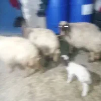 میش|حیوانات مزرعه|آبدانان, |دیوار