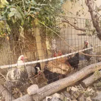 مرغ وخروس برهماامپراطور اصل|حیوانات مزرعه|رزن, |دیوار