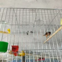 قناری|پرنده|شیراز, شهرک بهشتی|دیوار