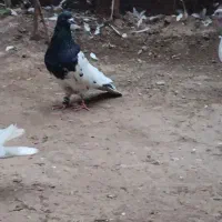 پنج تا کبوتر