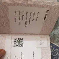 توله پامر خرسی|سگ|اصفهان, بهارستان|دیوار