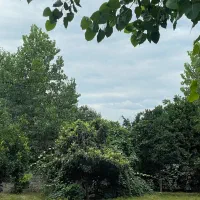 کارگر مرغداری